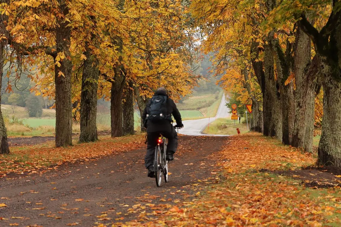Rowerzysta jadący wdróż alei drzew jesienią
