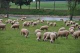 Wełna Merino – doskonały materiał na bieliznę termiczną